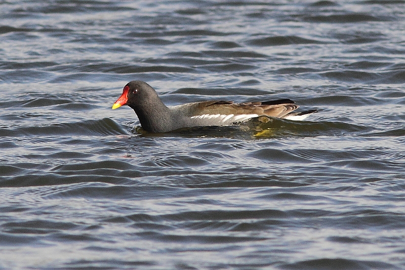 J01_4984 Moorhen.JPG